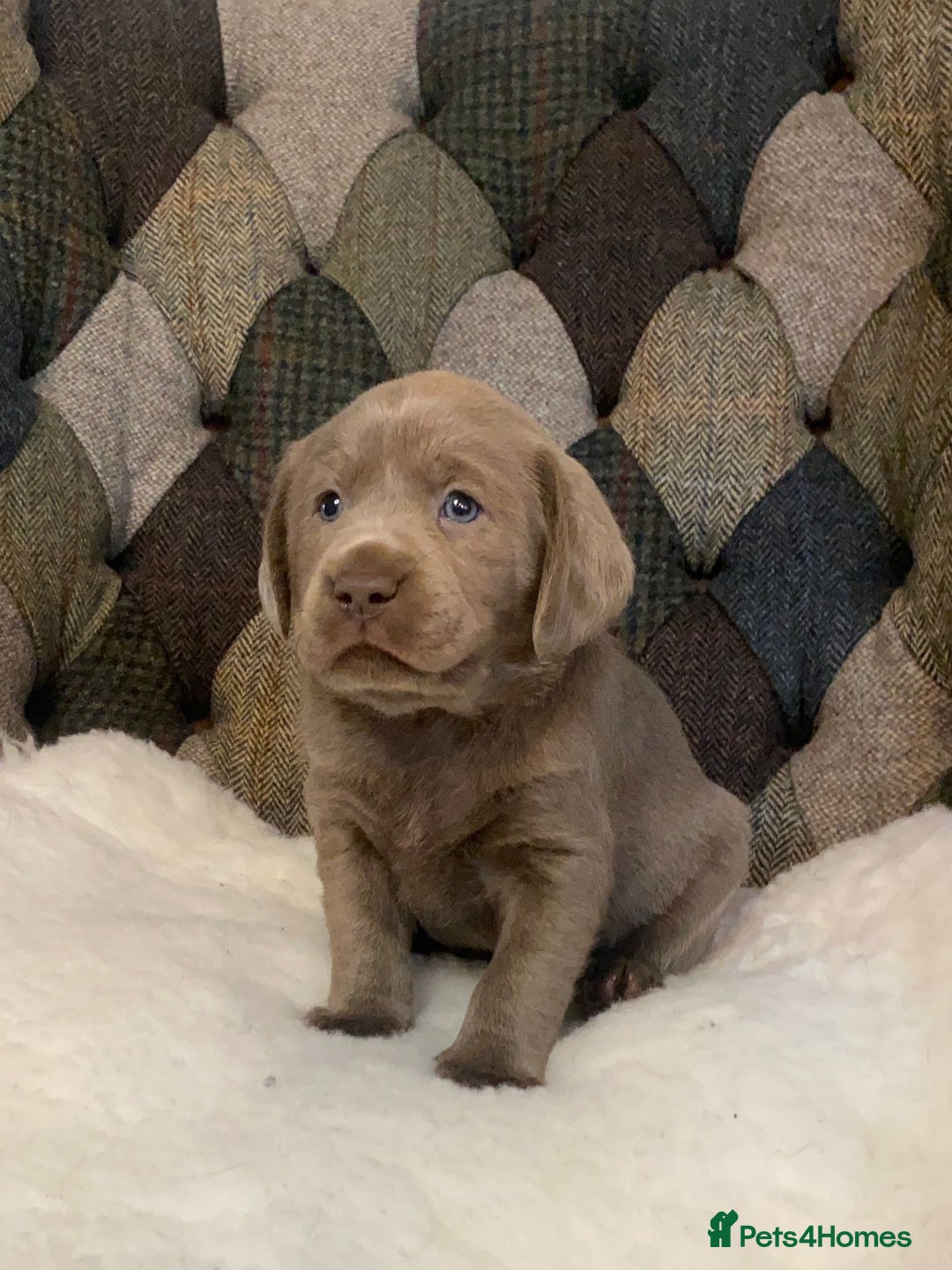 Labrador Retriever dogs for sale:  Ready for collection from today 🩶💚🩶   - Image 26