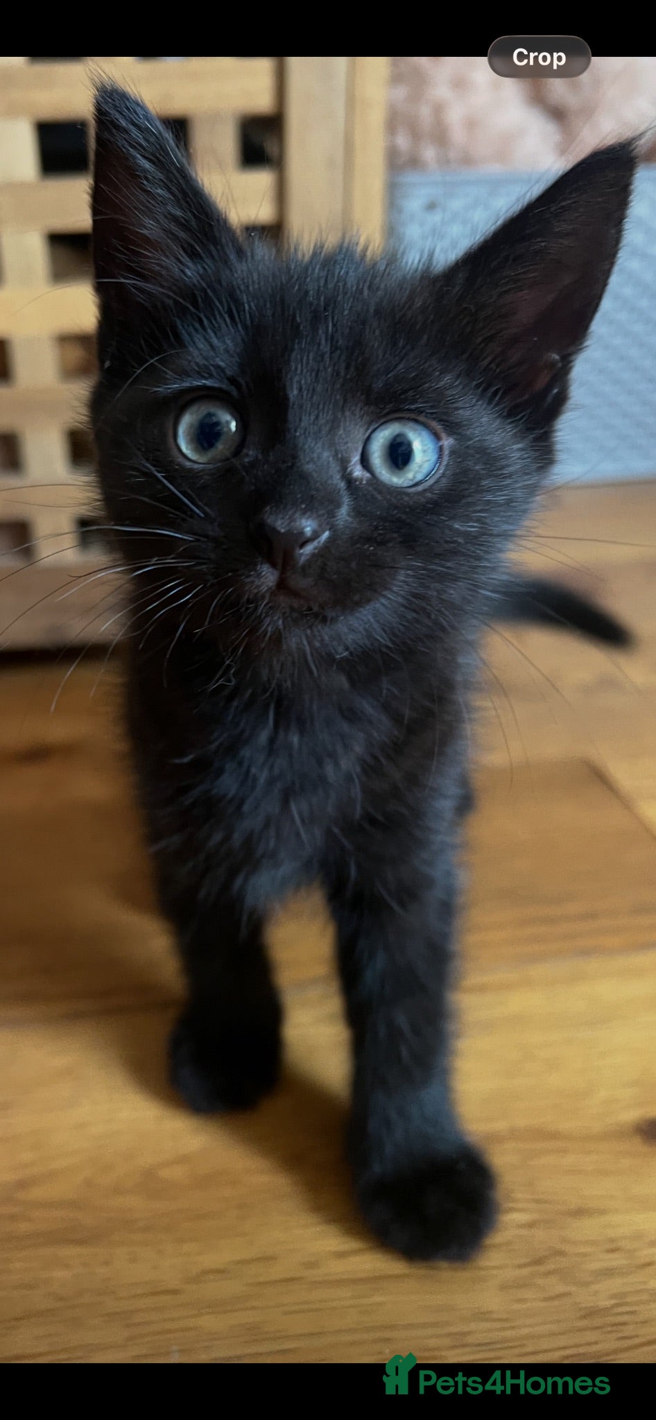 Mixed Breed cats 2 little girls available black and black/white - Advert 9