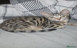 Bengal cats for sale: 5 month old bengal  - Image 8