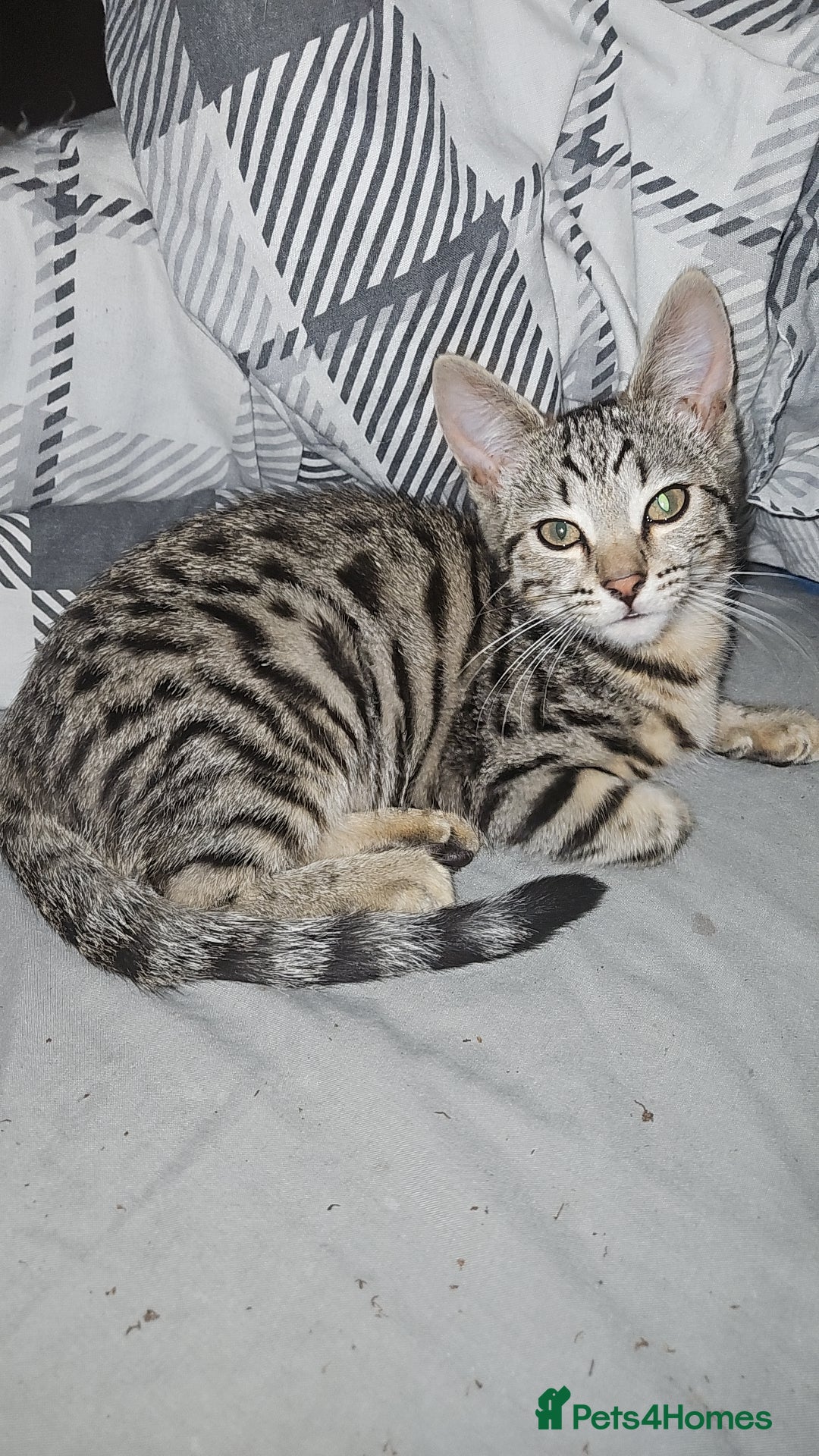 Bengal cats for sale: 5 month old bengal  - Image 8