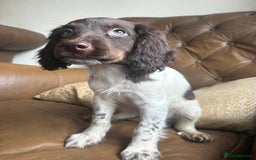 Sprocker dogs for sale: 3 beautiful sprocker pups left - Image 7