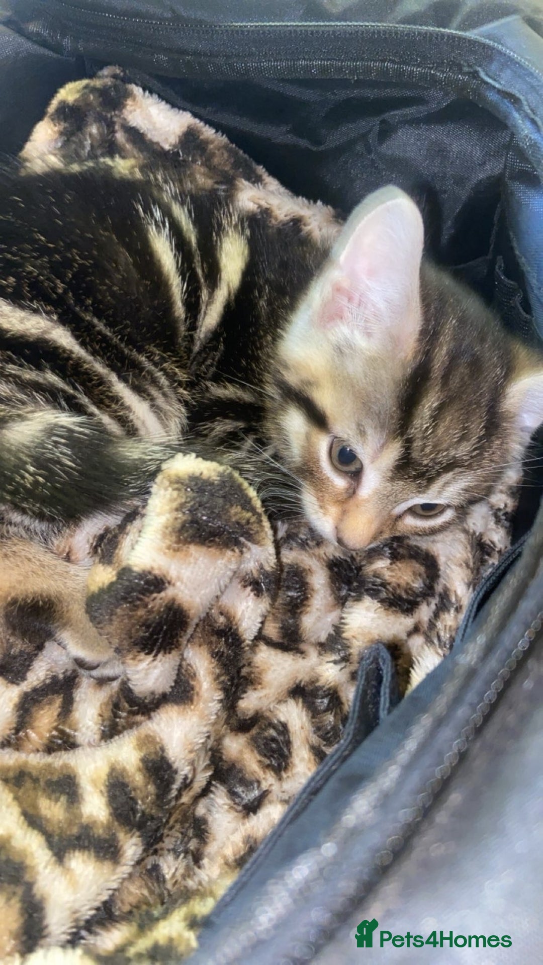Mixed Breed cats for sale: Beautiful tabby and black and white kittens ready  - Advert 15