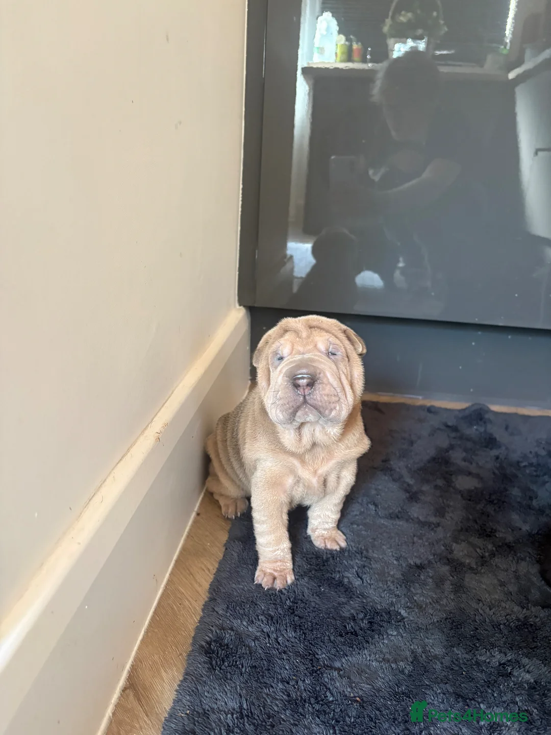 Shar Pei dogs for sale: sharpei puppys  - Advert 2