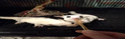 Sugar Glider rodents for sale: Breeding pair of Sugar Gliders  in Thirsk - Advert 3