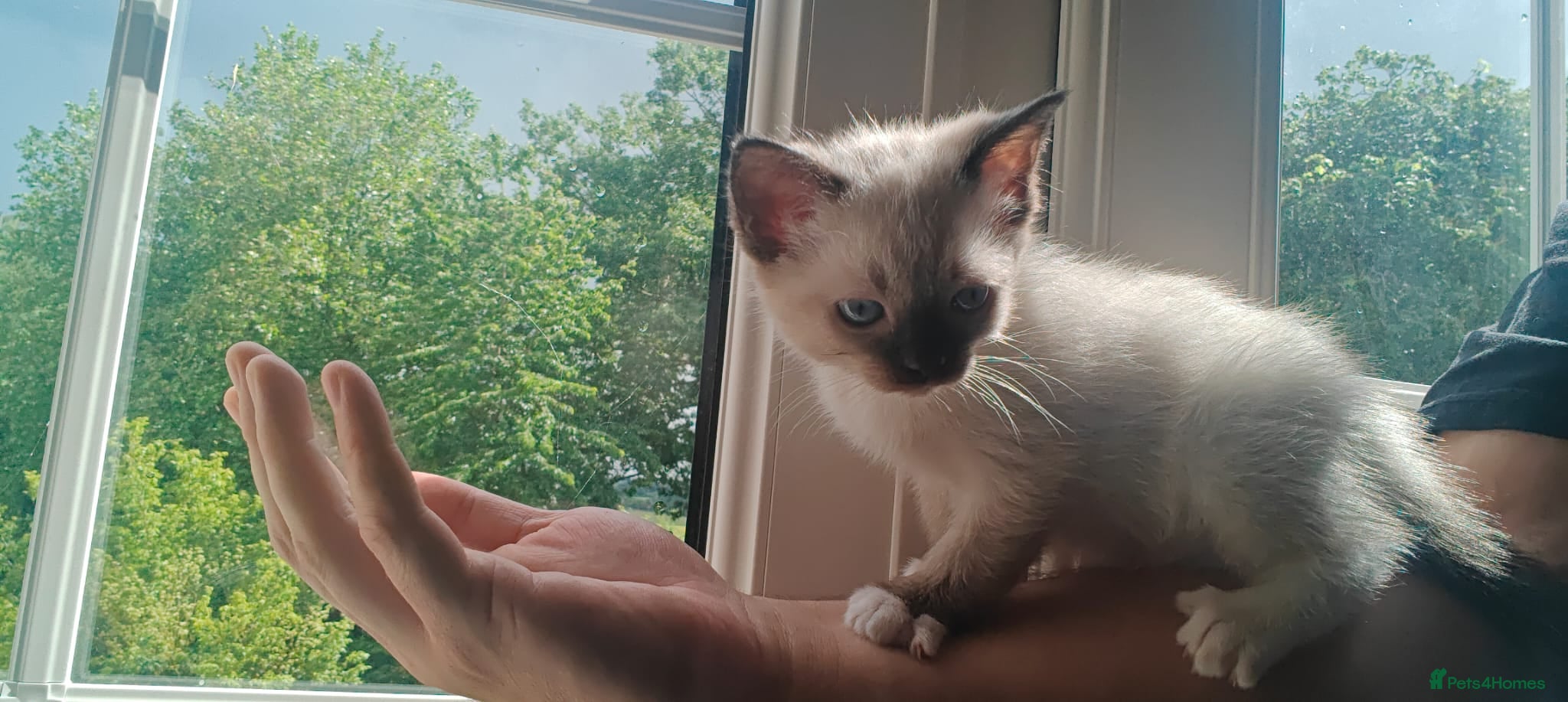 Siamese cats READY NEXT WEEK TWO SIAMESE GIRLS - Advert 3