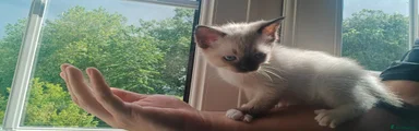 Banoffee