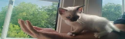 Siamese cats for sale: READY NOW TWO GORGEOUS SIAMESE GIRLS  - Advert 13