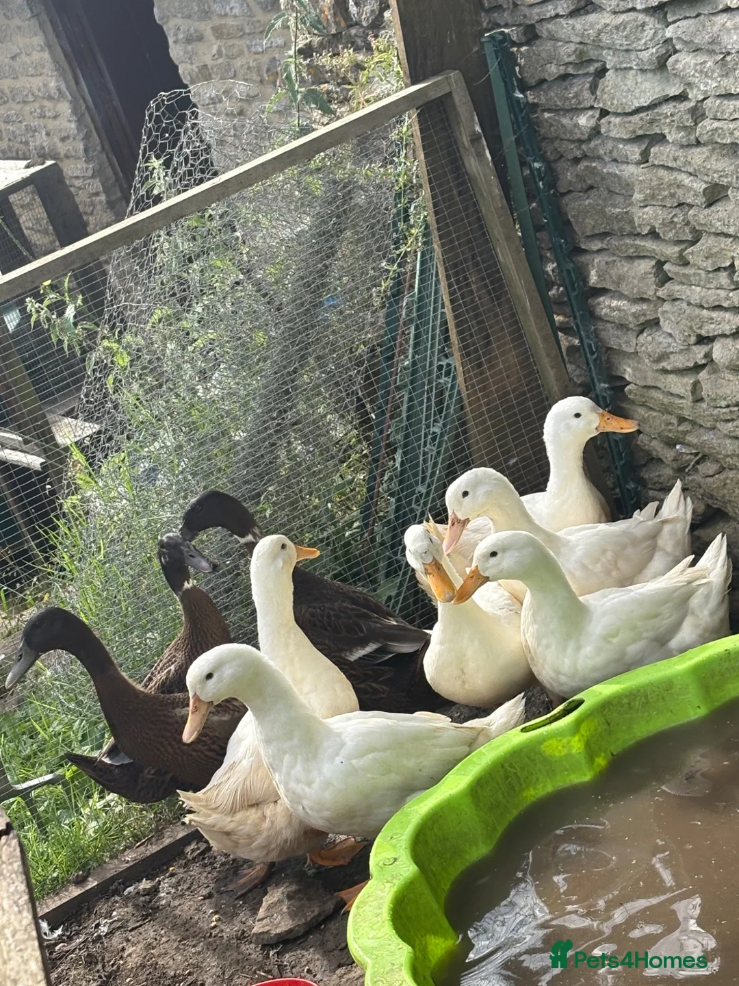 Ducks poultry for sale: 3 laying Cherry Valley ducks (last years hatch) - Advert 1