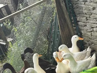 Ducks poultry 2/3 laying Cherry Valley ducks (last years hatch) - Advert 11