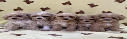 Maltipoo dogs for sale: 🐶5 Maltipoo puppies F1🐾 in Upminster - Advert 1