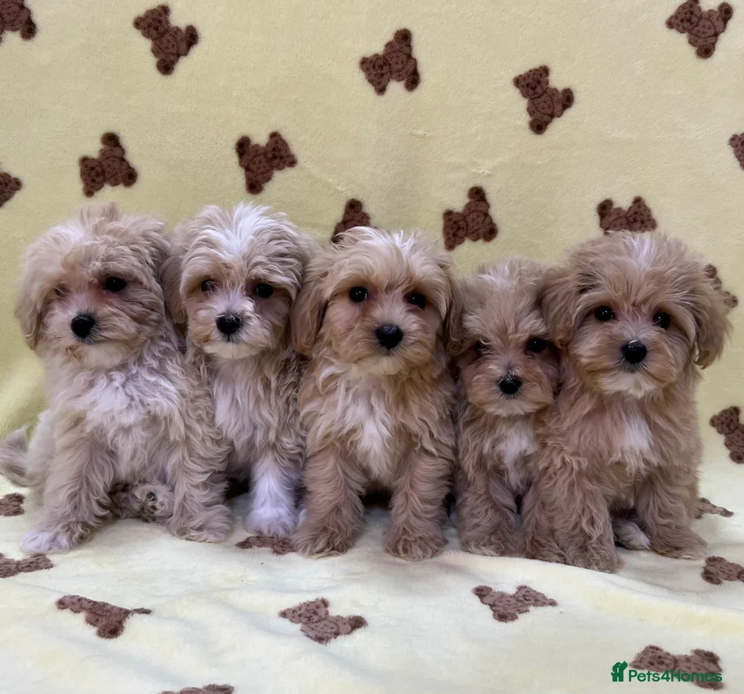 Maltipoo dogs for sale: 🐶5 Maltipoo puppies F1🐾 in Upminster - Advert 1