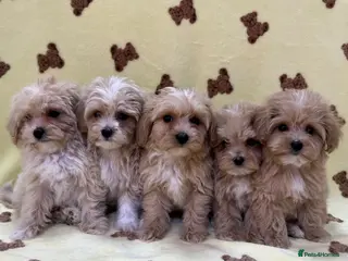 Maltipoo dogs 🐶5 Maltipoo puppies F1🐾 - Advert 1