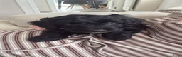 Cockapoo dogs for sale: 2 gorgeous male cockapoos left 💙💚 - Advert 2