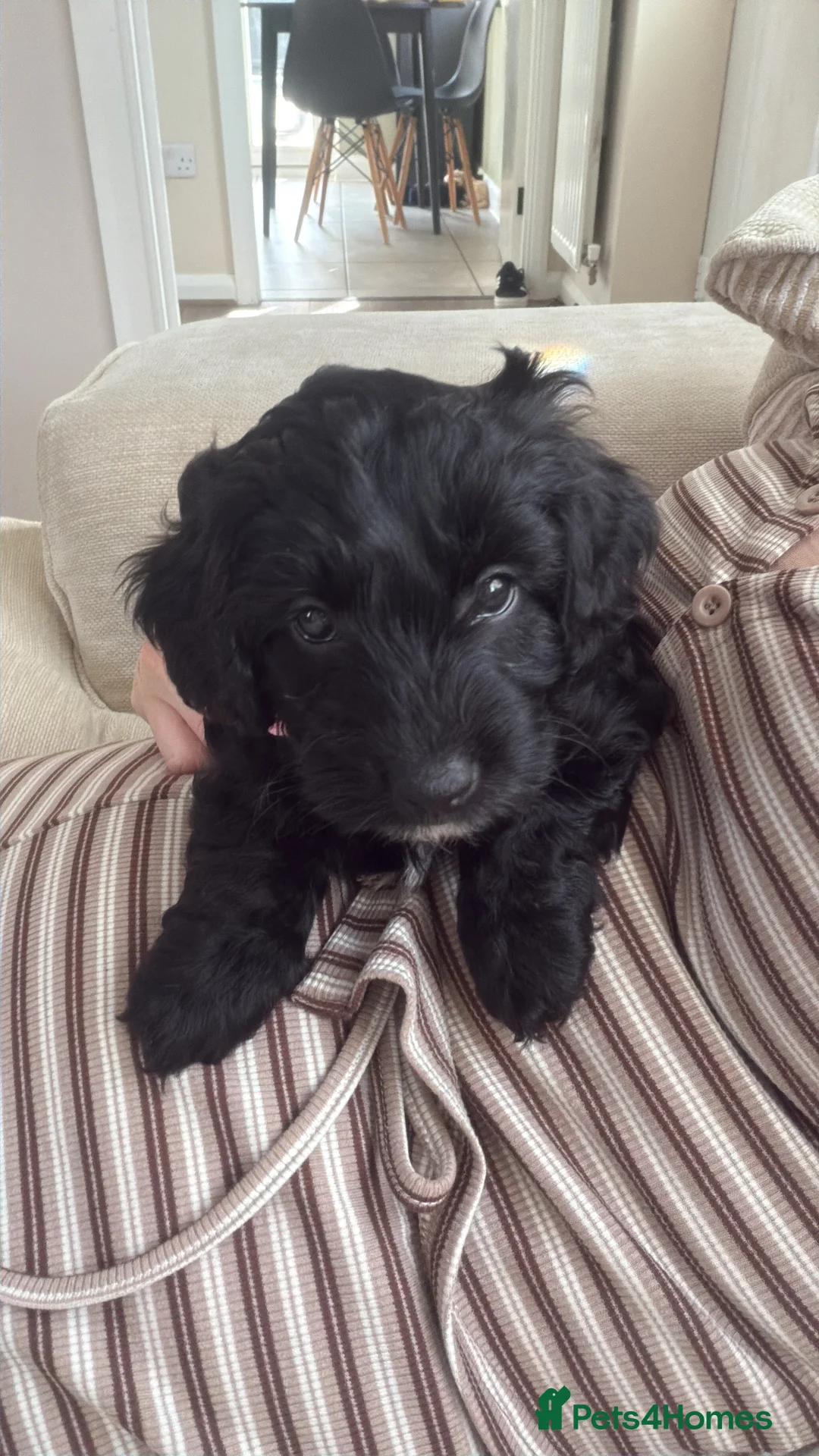Cockapoo dogs for sale: 2 gorgeous male cockapoos left 💙💚 - Advert 2