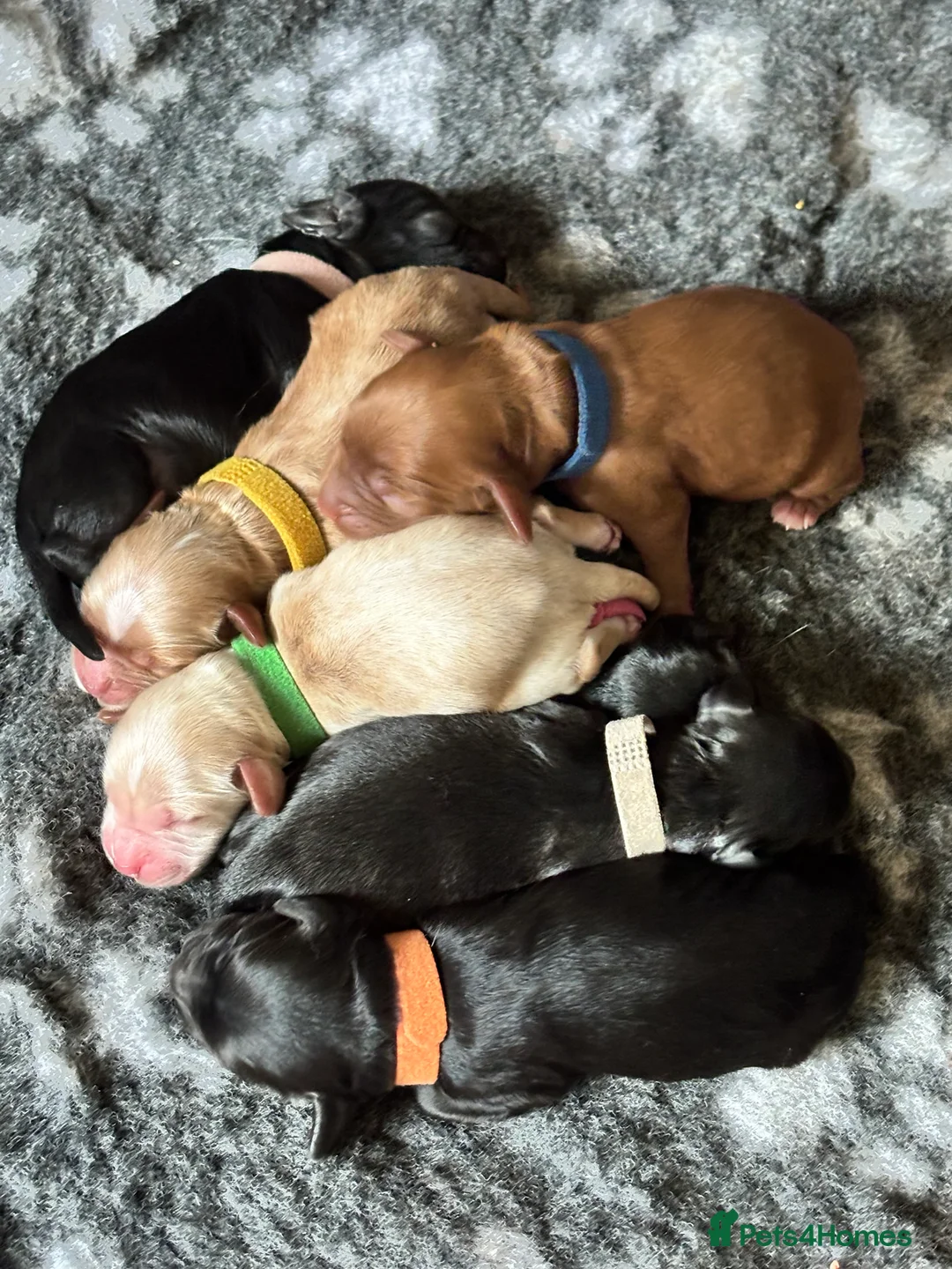 Cockapoo dogs for sale: Beautiful health tested F1 Cockapoo puppies in Tunbridge Wells - Advert 1