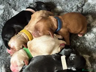 Cockapoo dogs Beautiful health tested F1 Cockapoo puppies - Advert 3