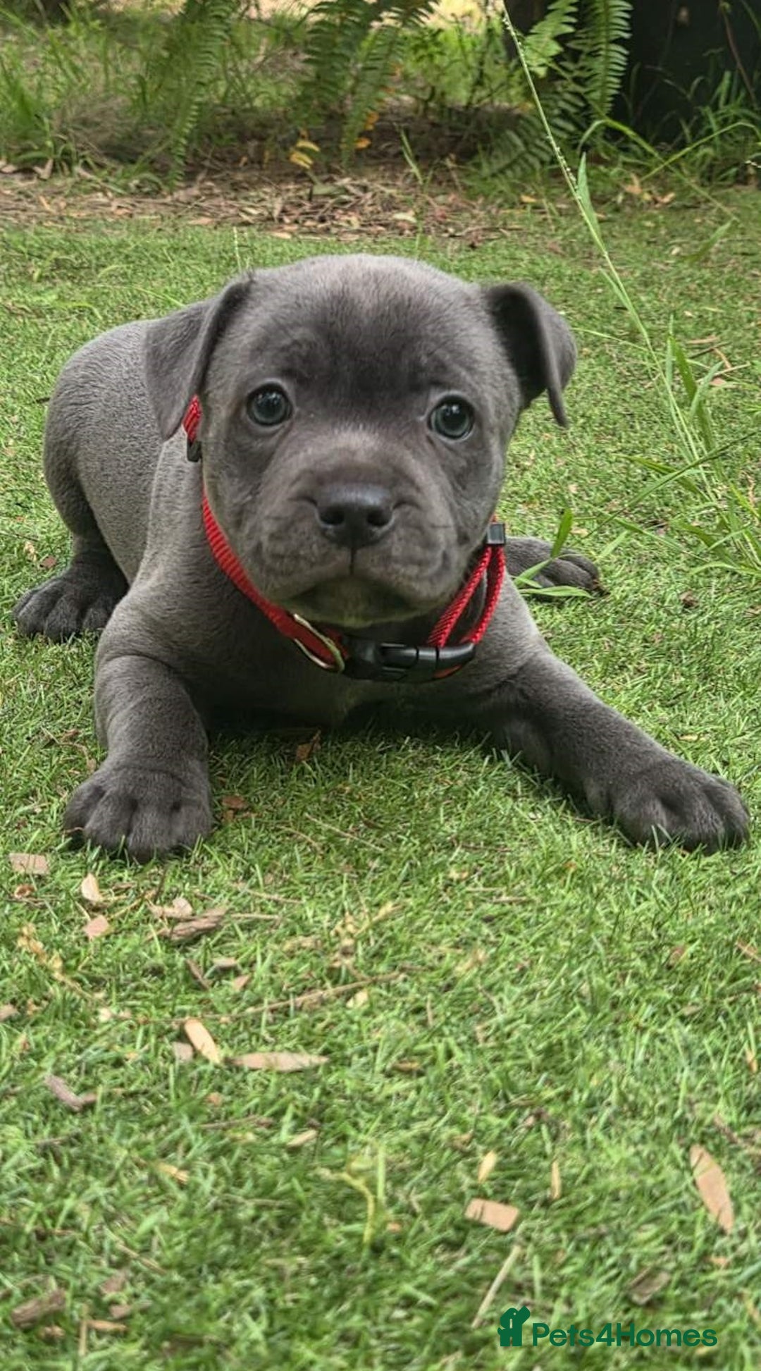 Staffordshire Bull Terrier dogs for sale: Pretty blue Staffy pups . - Advert 3