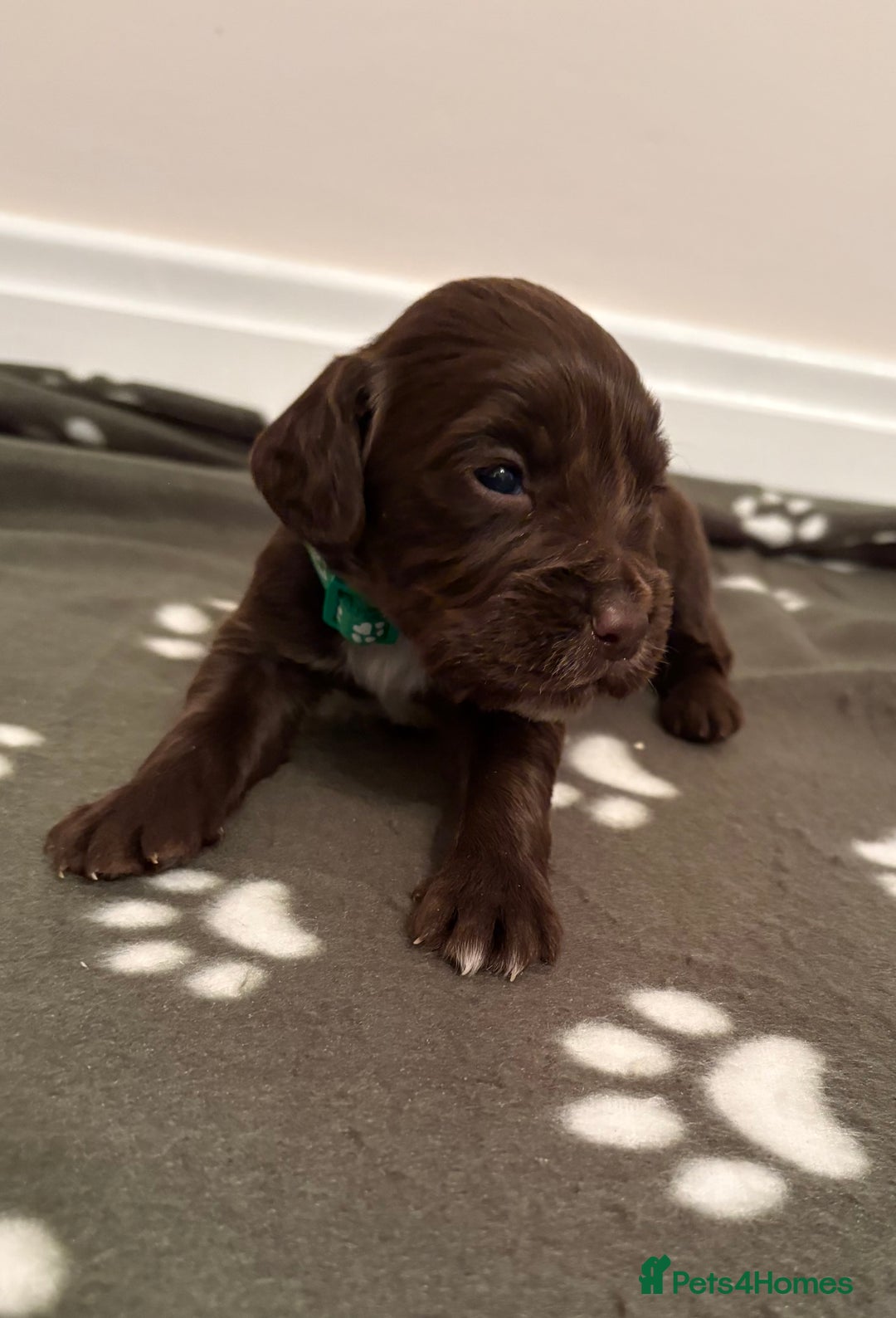 Cocker Spaniel dogs for sale: Stunning Chocolate KC cocker puppies - Advert 10
