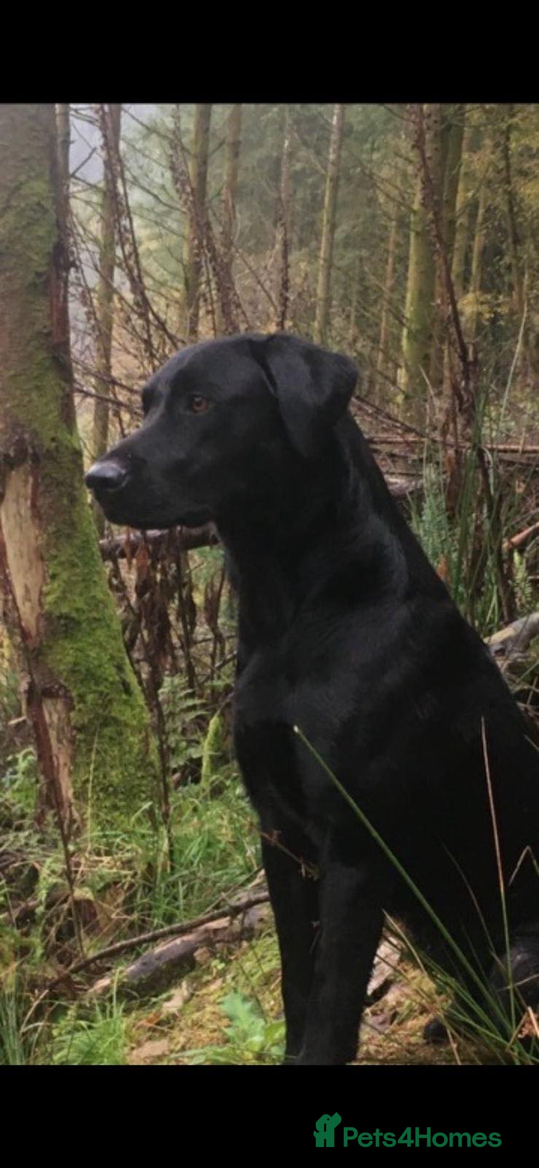 Labrador Retriever dogs for sale: Beautiful KC Registered Lab Pups  - Image 23