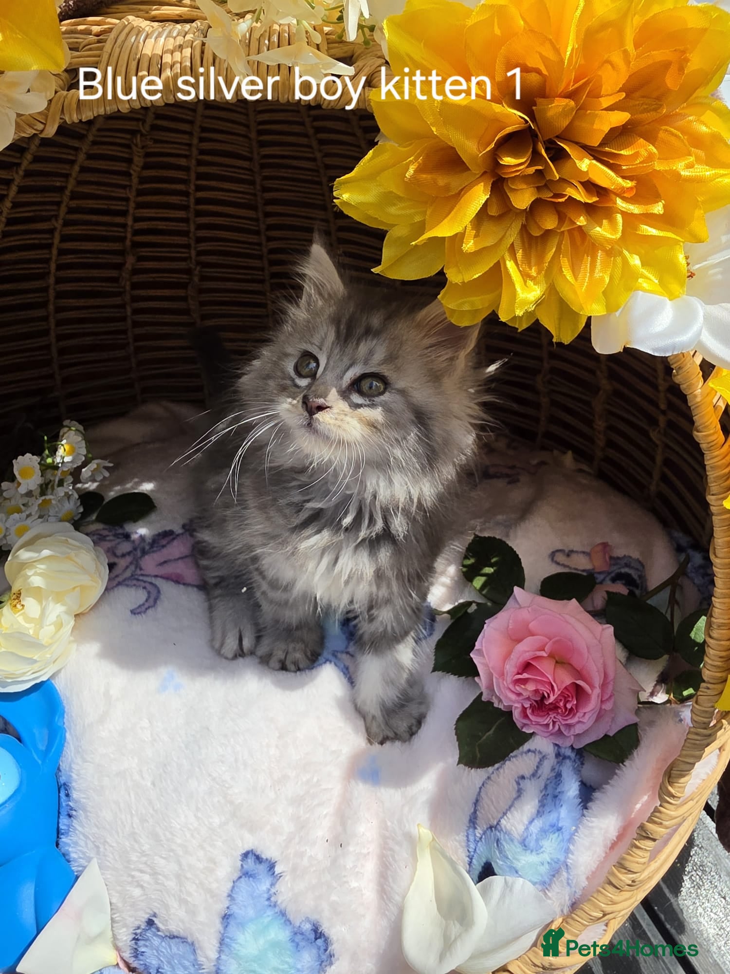 Maine Coon cats STUNNING MAINE COON KITTENS FOR SALE! - Advert 2