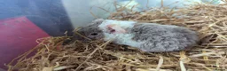 Guinea Pig rodents for sale: Friendly Baby Teddy Guinea Pigs - Advert 10