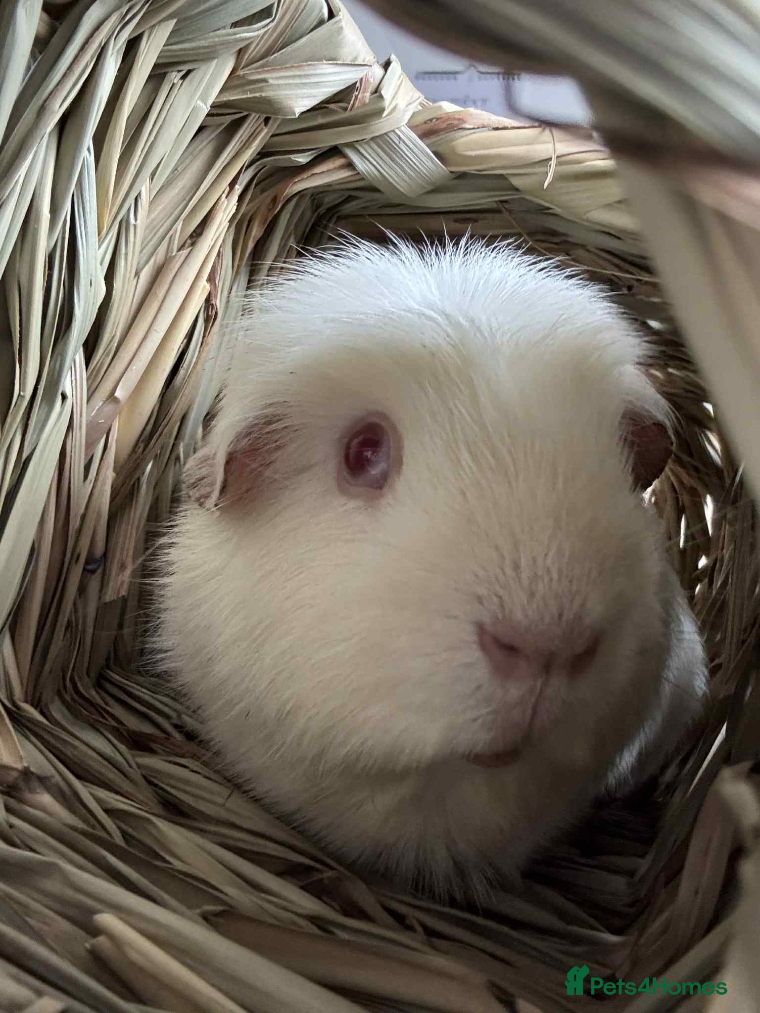 Guinea Pig rodents Free guinea pig male - Advert 1