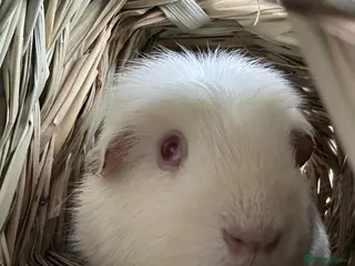 Guinea Pig rodents Free guinea pig male - Advert 1