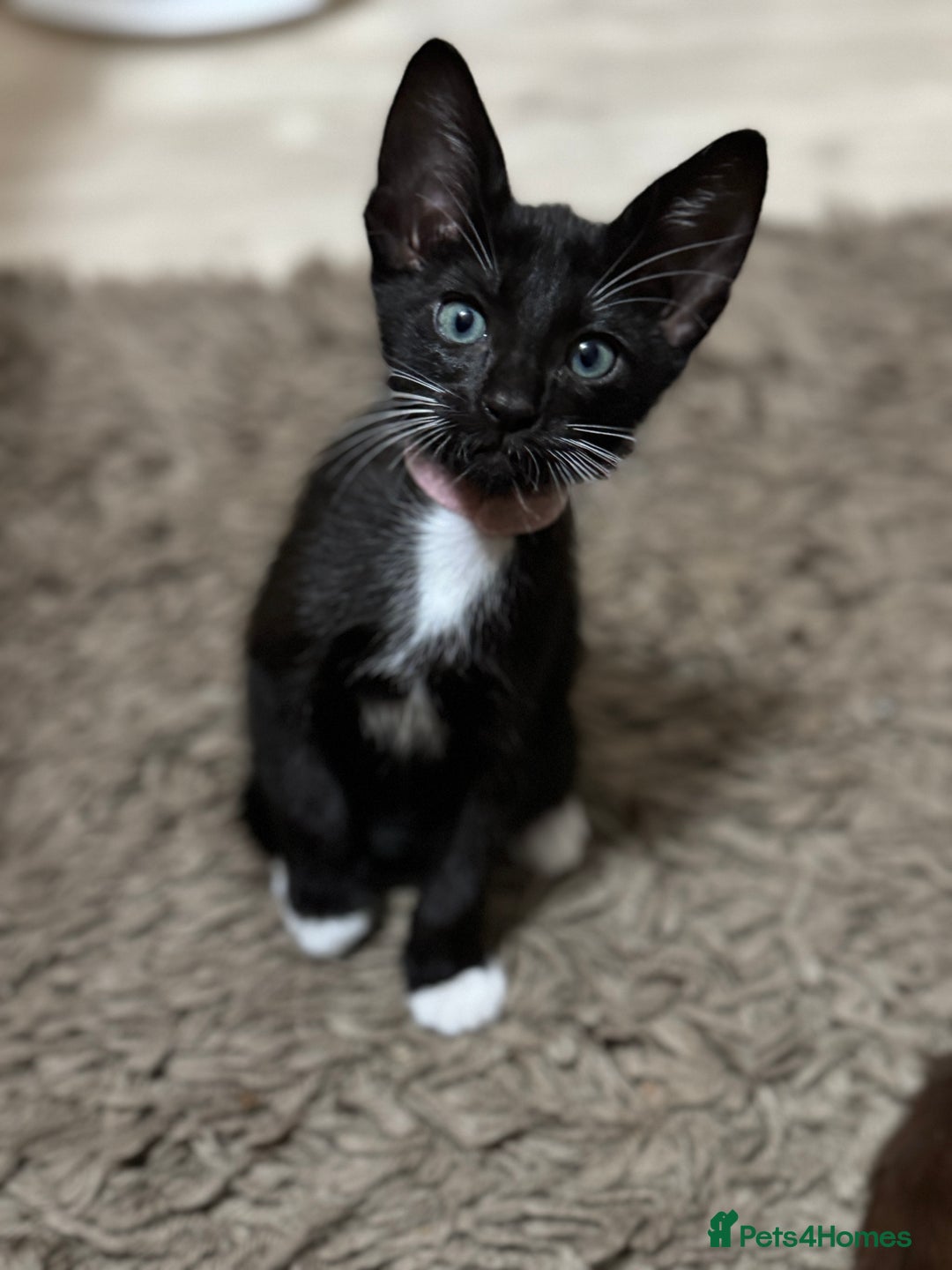 Mixed Breed cats for sale: Sweet kittens for sale  - Advert 4