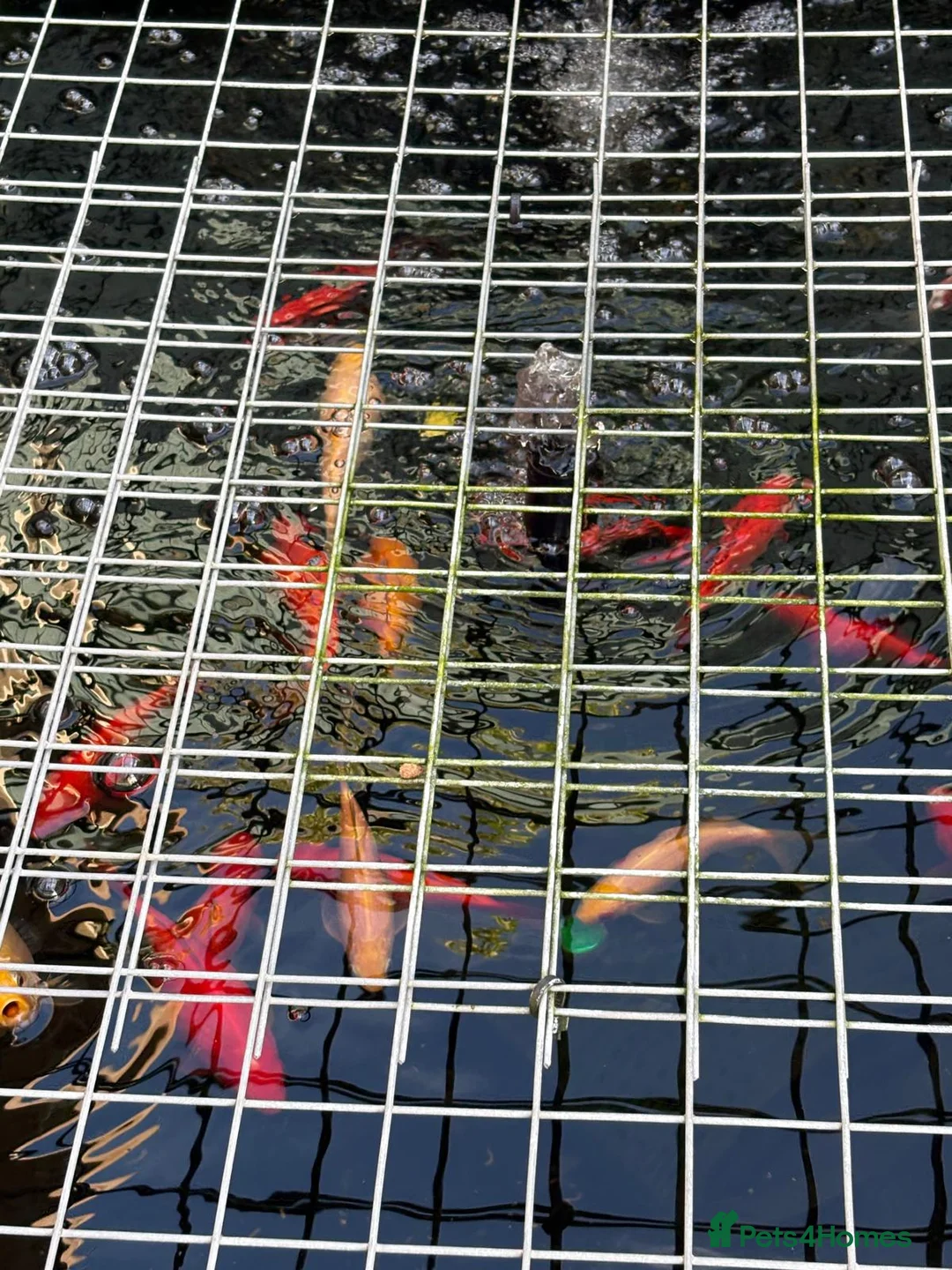 Shubunkins fish for sale: Pond fish for sale  - Advert 1