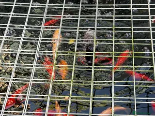 Shubunkins fish Pond fish for sale - Advert 8