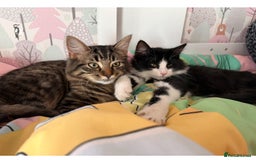 British Longhair cats for sale: Binkz & Jess - Image 1