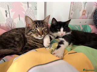 British Longhair cats - Advert 3