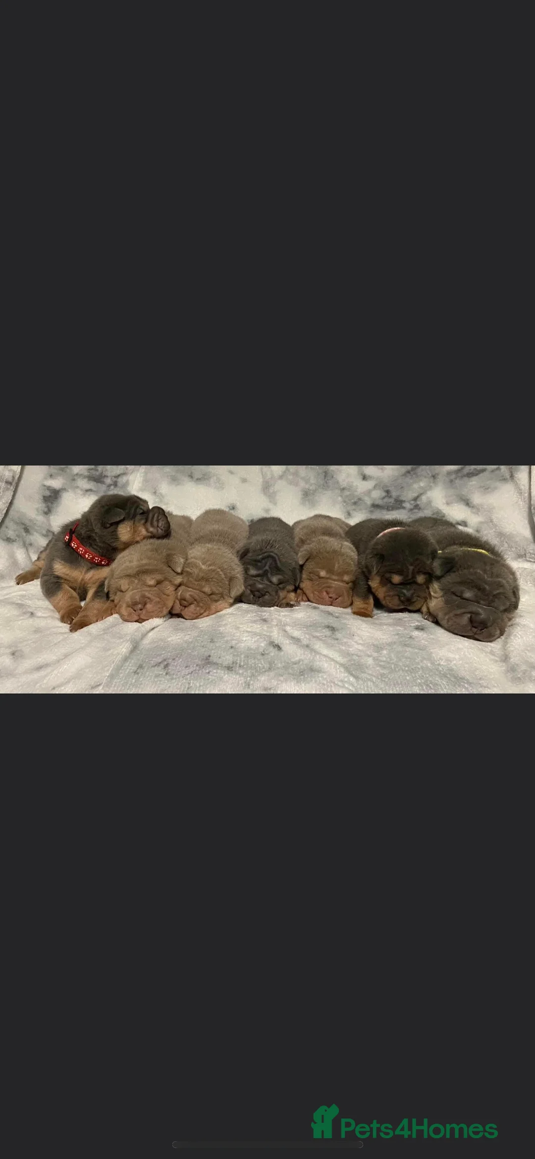 Shar Pei dogs for stud: kc reg health tested bva eye tested  in Sunderland - Advert 5