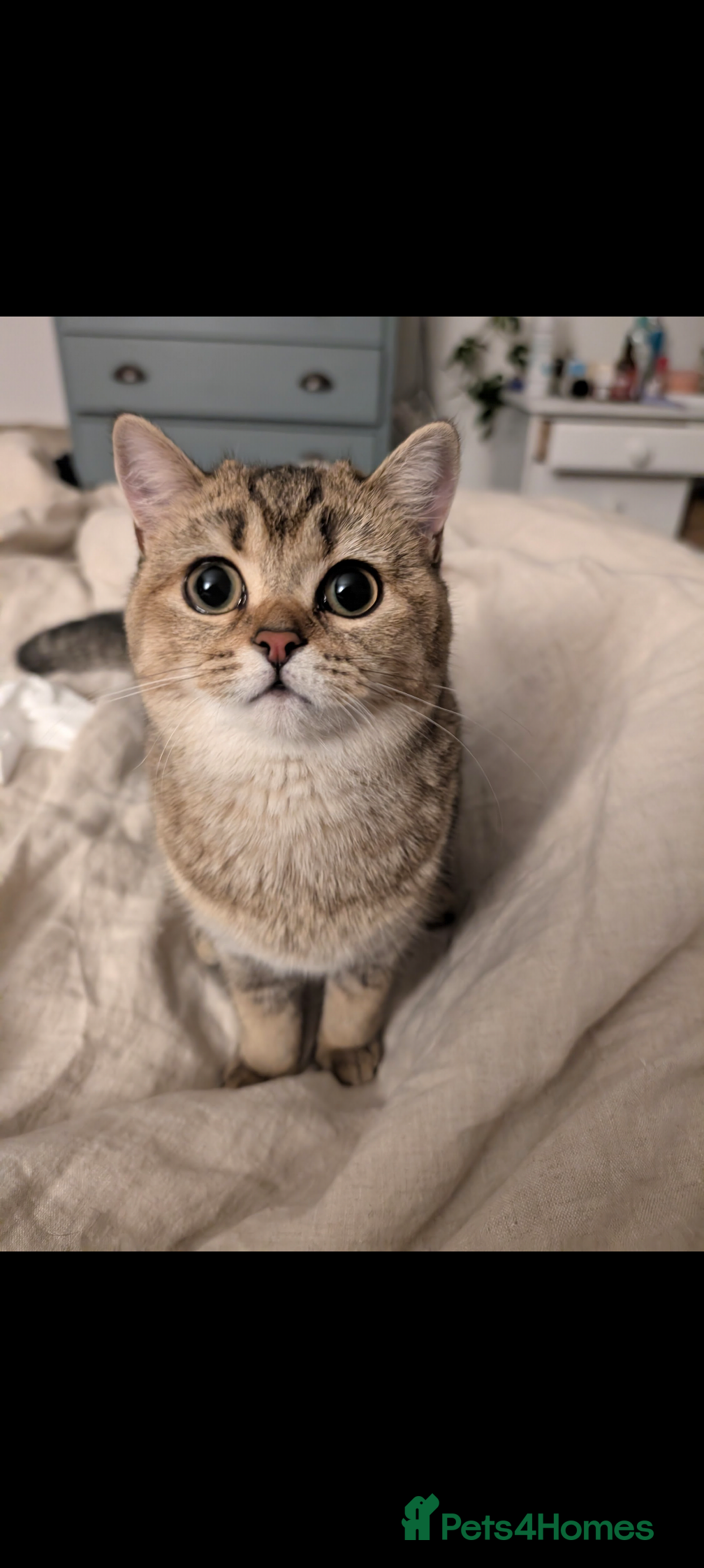 Scottish Fold cats Seeking Mr right - Advert 1