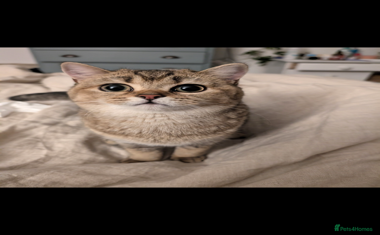 Scottish Fold cats - Advert 1