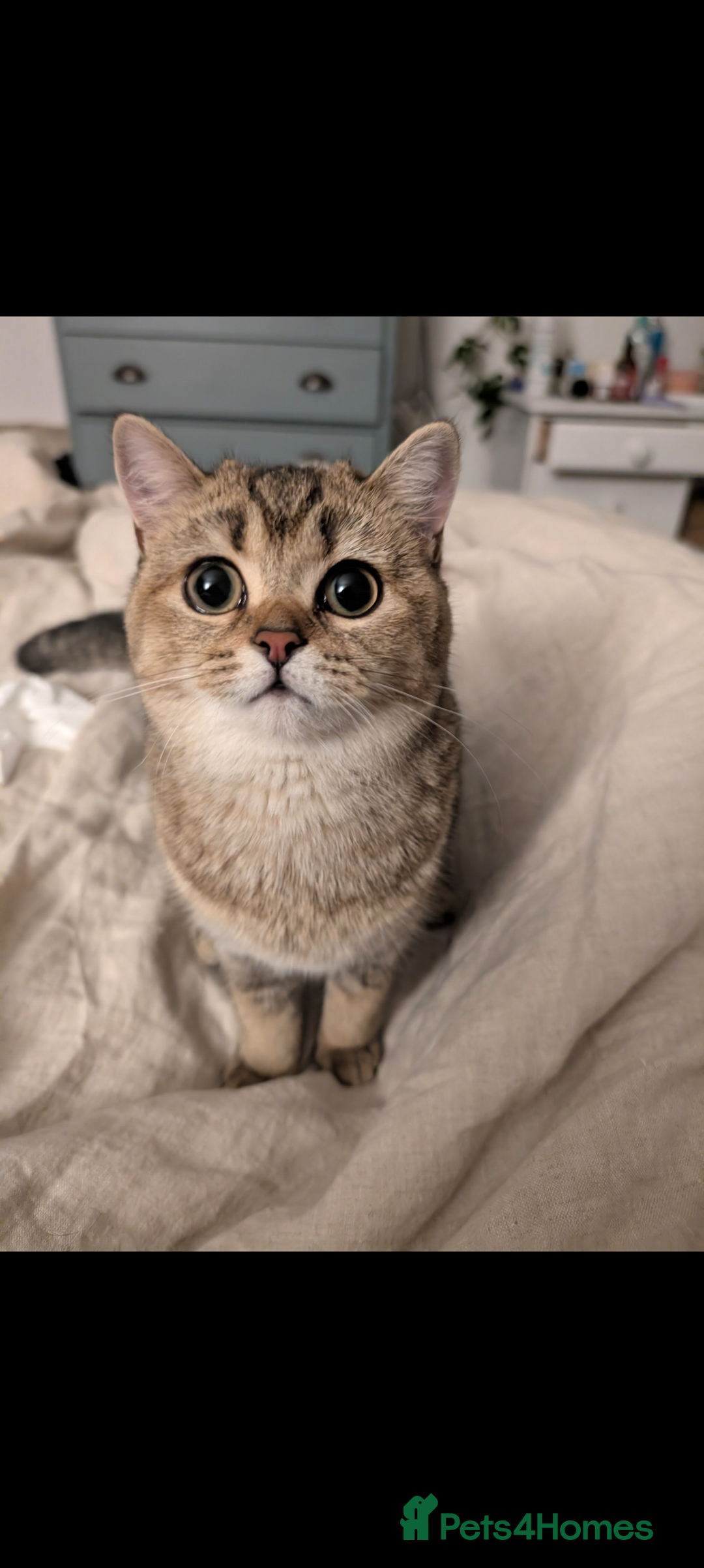 Scottish Fold cats for stud: Seeking Mr right - Image 1