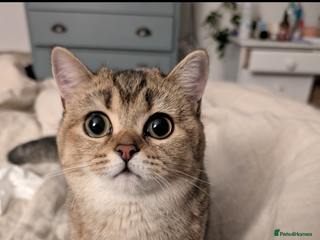 Scottish Fold cats Seeking Mr right - Advert 2