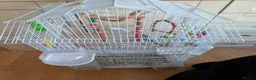 Budgerigars birds for sale: 4 Budgies and one large cage  in Manchester - Advert 2