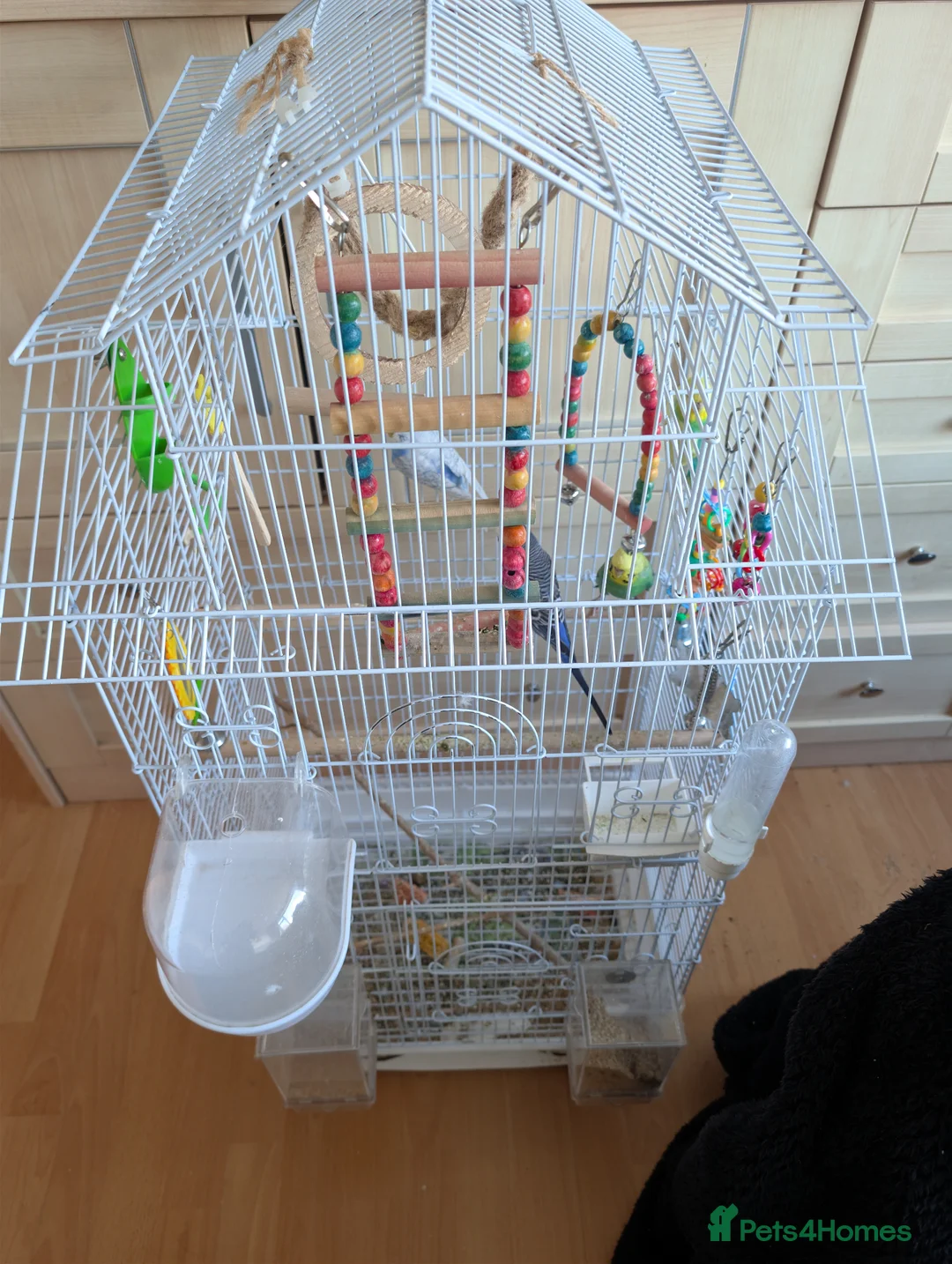 Budgerigars birds for sale: 4 Budgies and one large cage  in Manchester - Advert 2