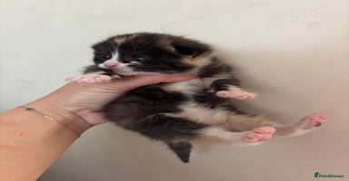 Mixed Breed cats - Advert 6