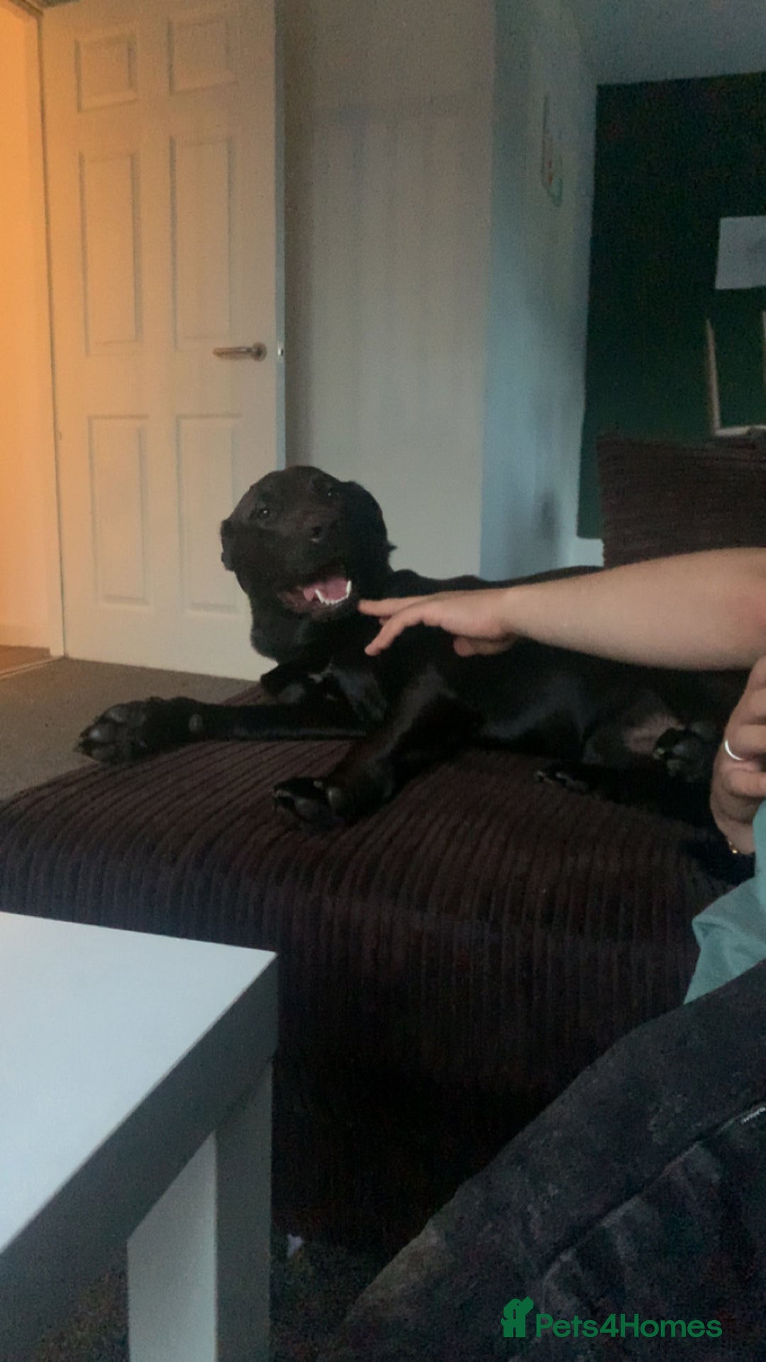 Mixed Breed dogs for sale: Bailey  - Image 3