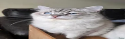 Ragdoll cats for sale: Seal and Blue Tabby female Ragdolls - Advert 4