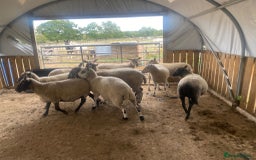 Sheep livestock for sale: 12 Ewes  - Image 5