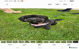 Shihpoo dogs for sale: ADORABLE F1B SHIHPOO PUPPIES! - Image 12