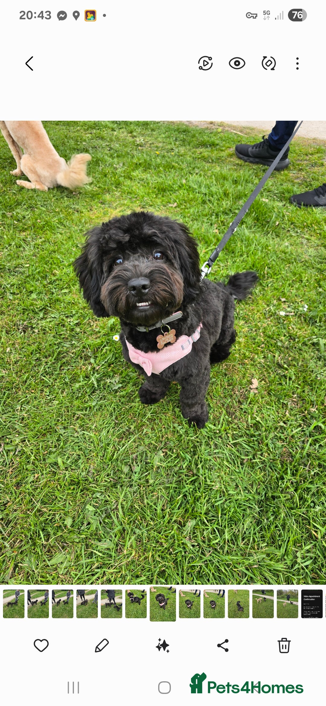 Shihpoo dogs for sale: ADORABLE F1B SHIHPOO PUPPIES! - Image 12