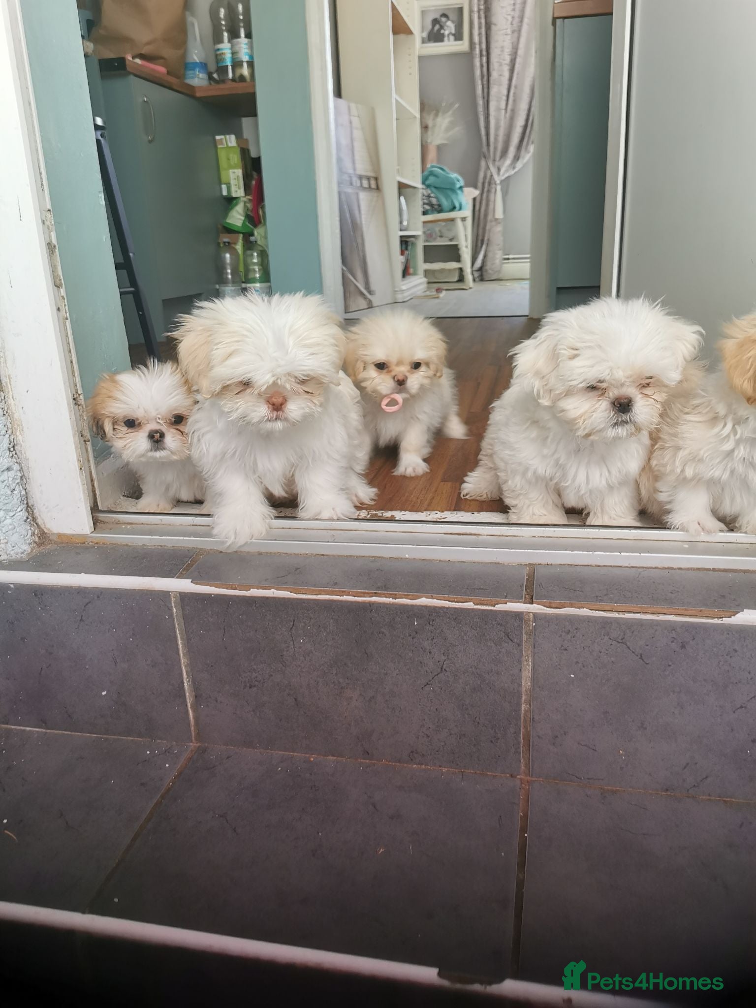 Mixed Breed dogs Beautiful fluffy Shih tzu baby boys - Advert 1