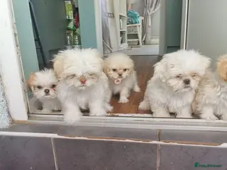 Mixed Breed dogs Beautiful fluffy Shih tzu baby boys - Advert 1
