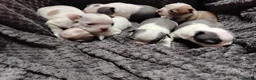 Boston Terrier dogs for sale: 6 beautiful Boston  - Advert 7