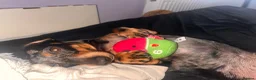 Miniature Dachshund dogs for sale: Female miniature dapple dachshund - Advert 6