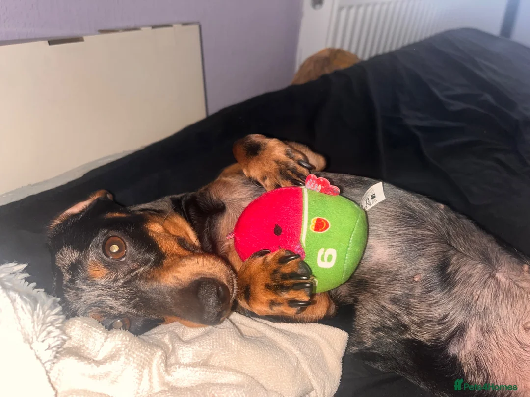 Miniature Dachshund dogs for sale: Female miniature dapple dachshund - Advert 6